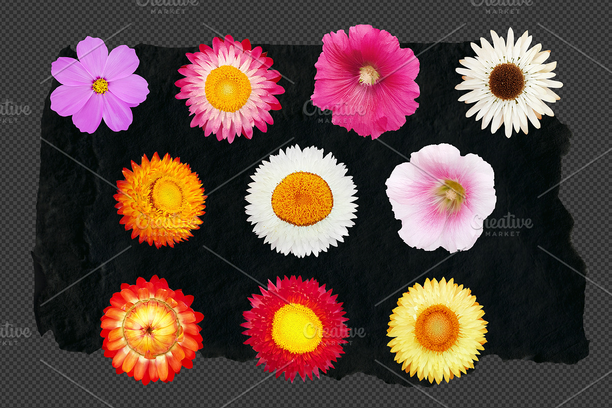Die-cut Real Flowers Set 2 Bundle, a Nature Photo by aniunova (Photo 2 of 4)