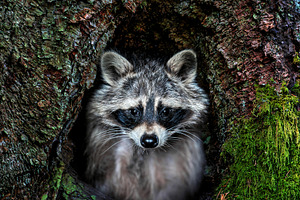 The raccoon cautiously climbs out of the hollow