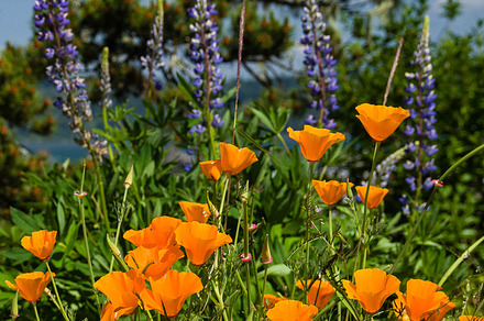 Orange Sunflower Bloom preview 4