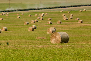 Round hay bales scattered across a green agricultural field under clear skies,, a Nature Photo by Ales Munt