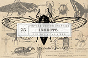 Antique Insect Vector Graphics, an Illustration by Eclectic Anthology (Thumbnail 1 of 3)