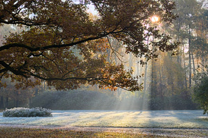 A serene landscape featuring a large tree with autumn leaves, sunlight filterin, a Nature Photo by Textures & Backgrounds