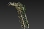 Kelp V2, an Environmental 3D Model by AndrewWhite (Thumbnail 5 of 12)