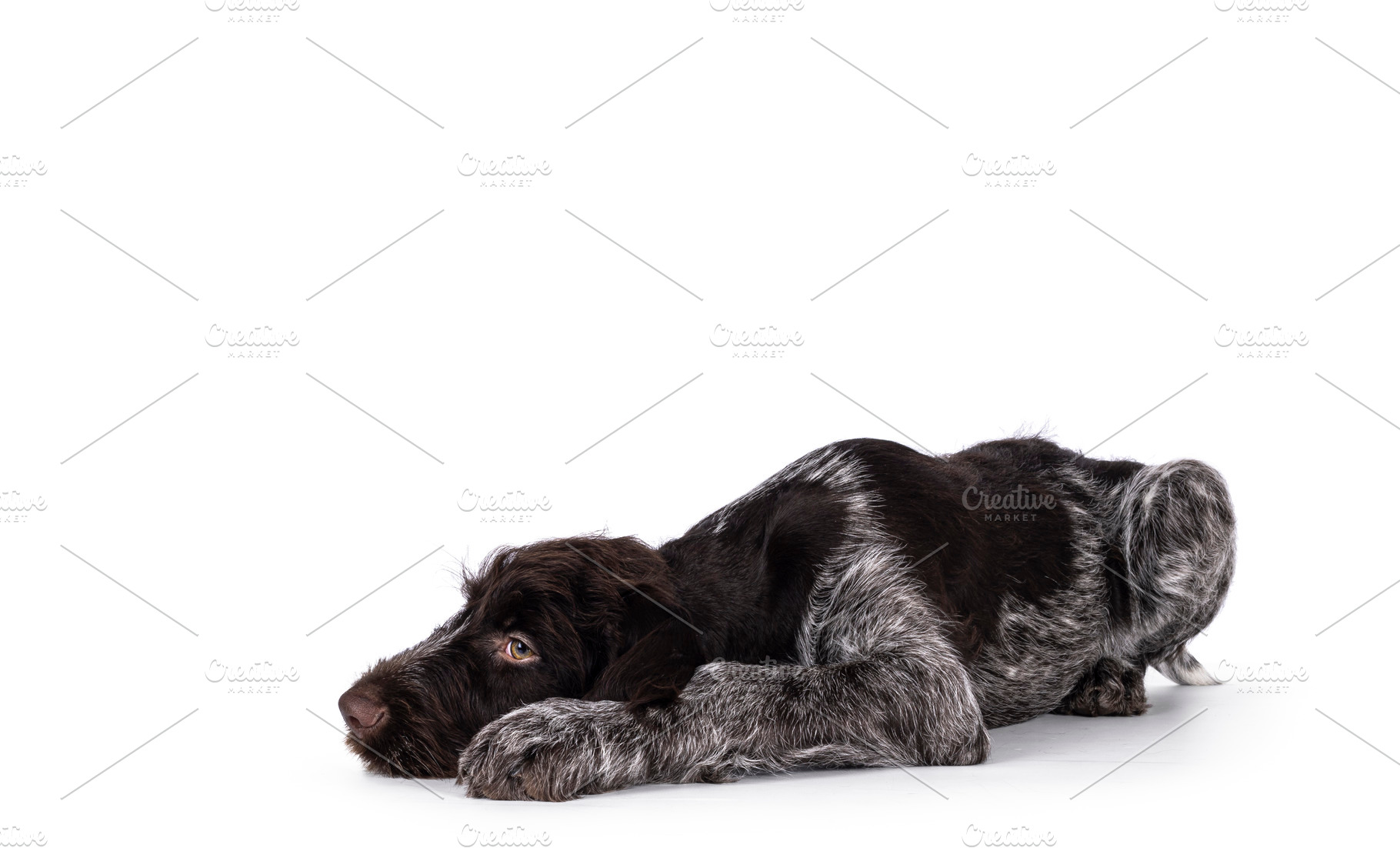 German wirehaired pointer on white background, an Animal Photo by Cat'chy Images by Nynke