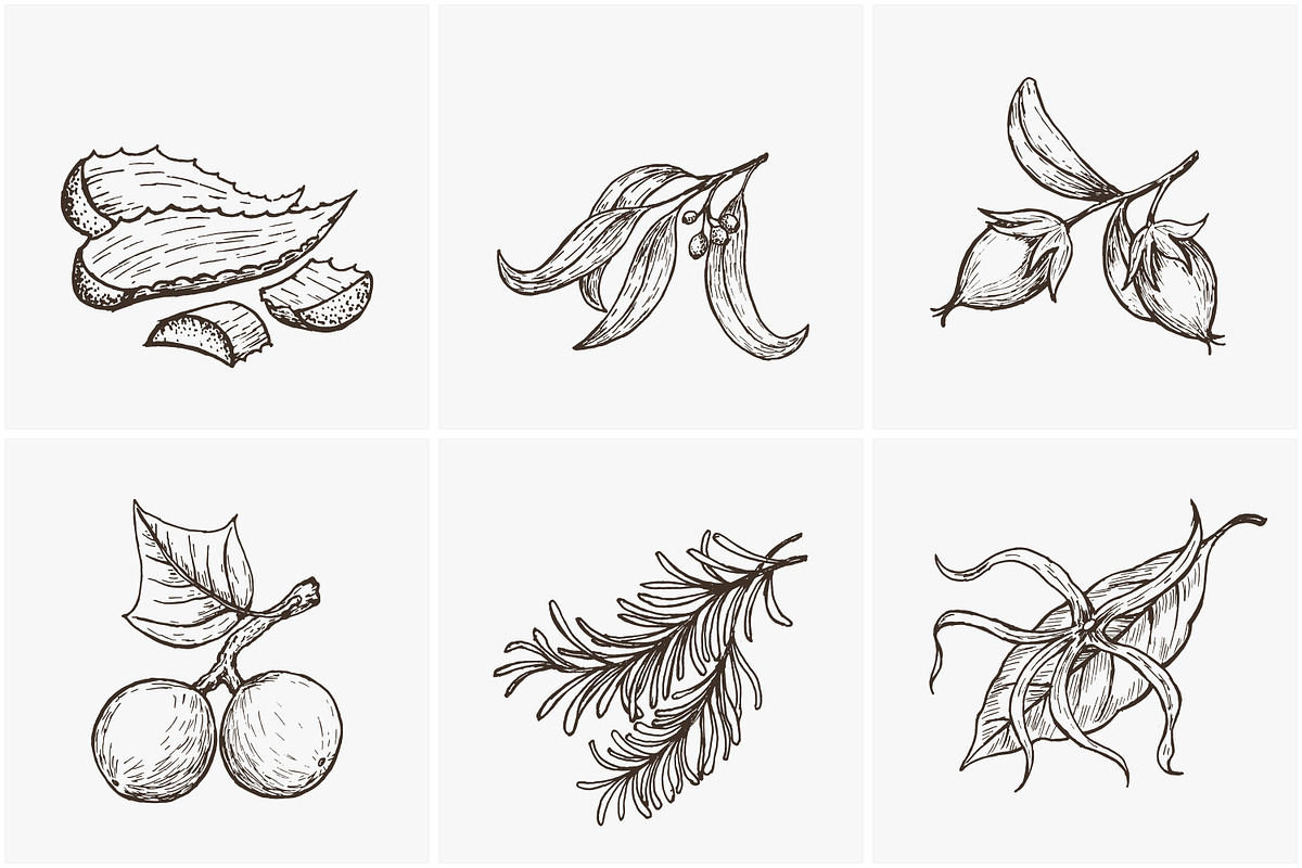Hand drawn vector plants, a Food Illustration by SHom (Photo 7 of 17)
