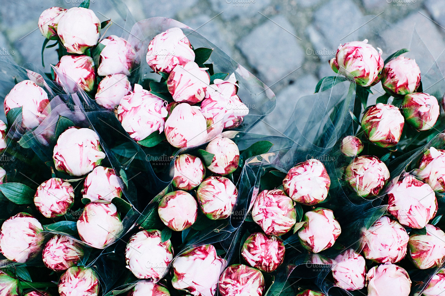 Pink Peonies on Cobblestone, a Nature Photo by Suzy-Lou