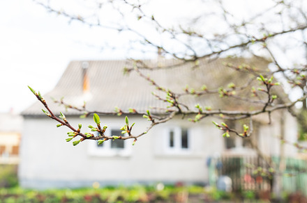 Warm sunny spring. Green leaves on the branches of an apple tree on the backgro, a Nature Photo by Artsaba Family