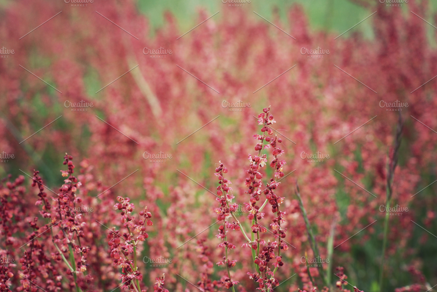 Red Floral Meadow