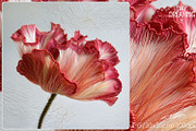 Delicate Silk Poppy Embroidery Art, a Decorative Illustration by yahu88studio (Thumbnail 6 of 7)