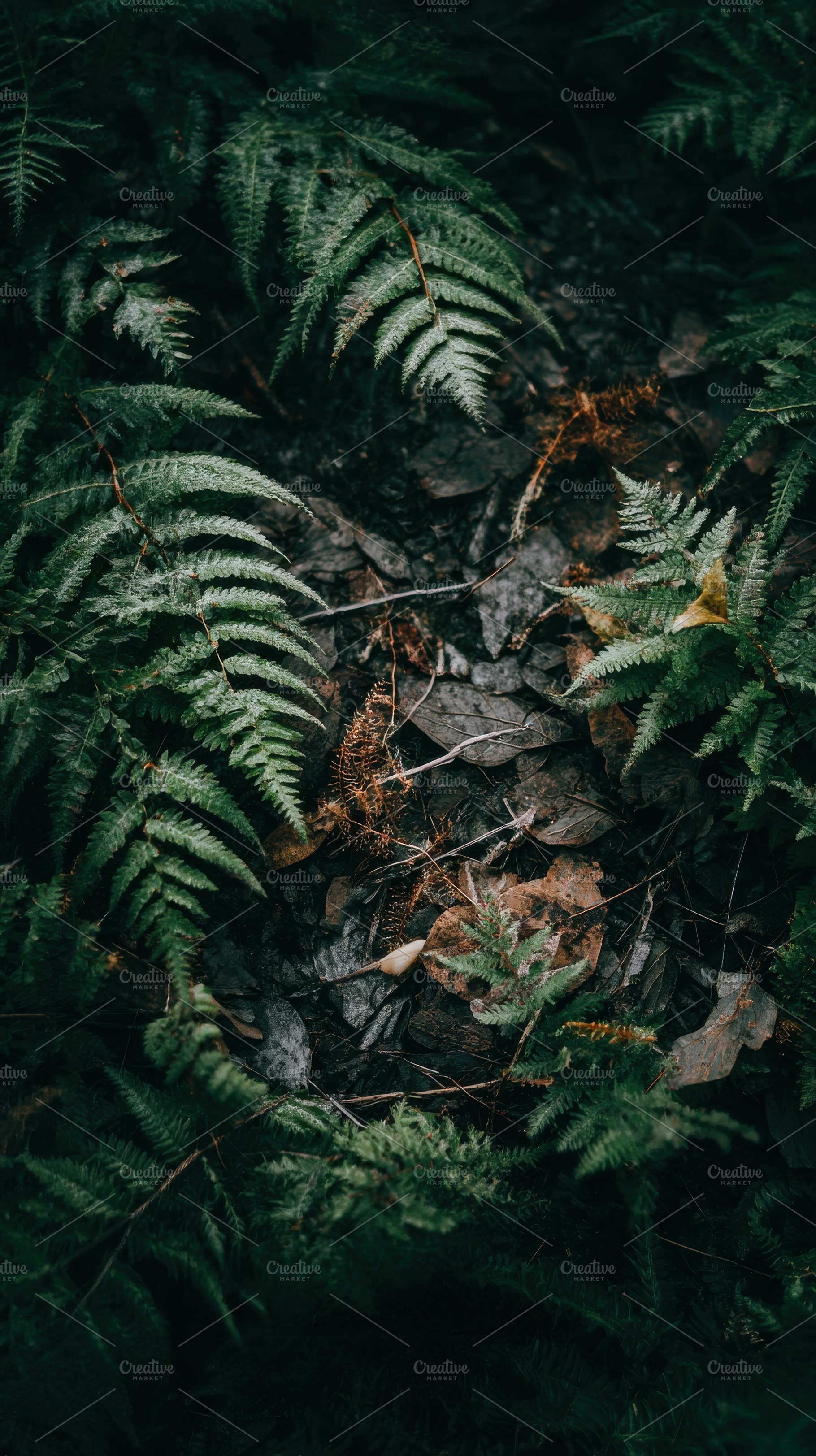 Forest Ground with Ferns and Leaves, a Nature Photo by Virgo Studio