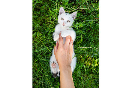 A white kitten lies in the green, an Animal Photo by Artsaba Family