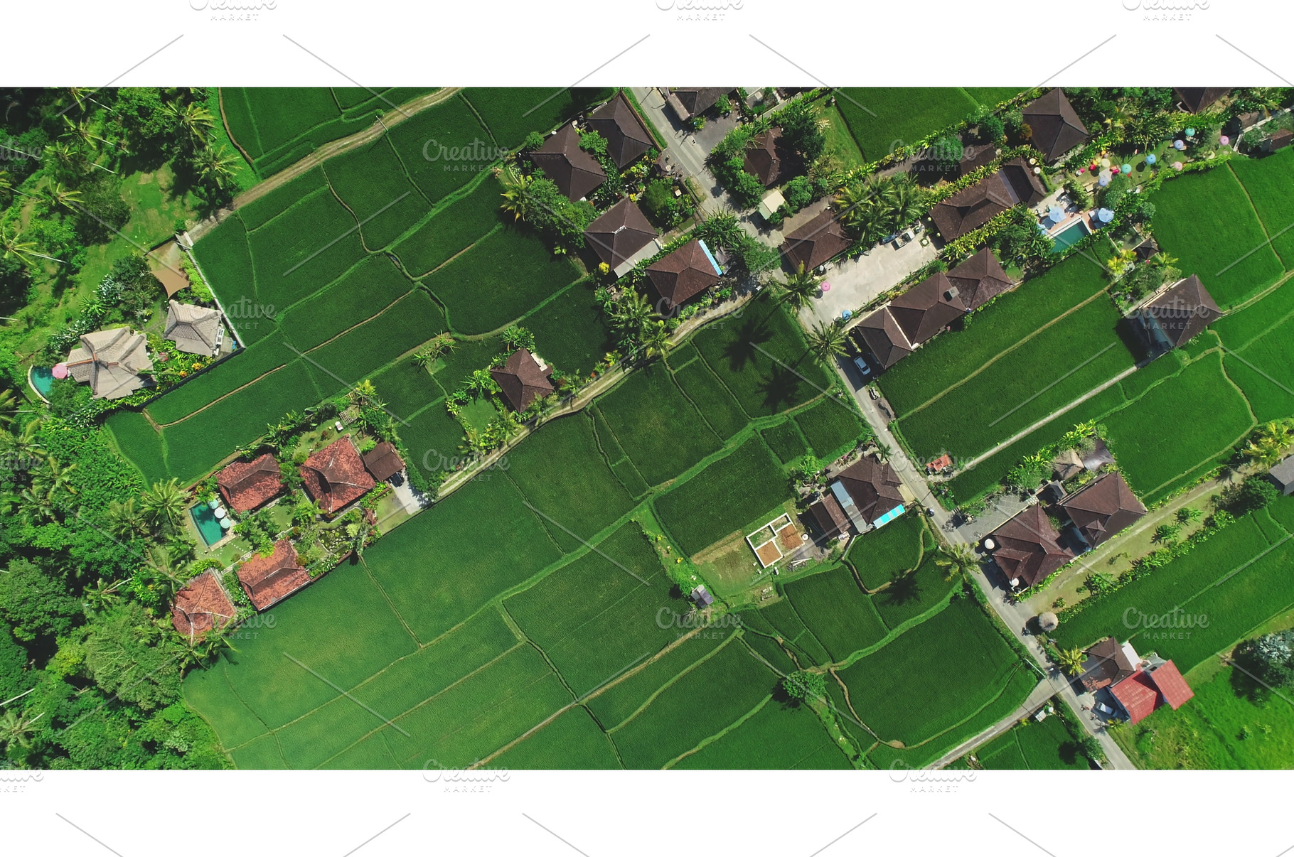 Aerial view of lush green rice, a Nature Photo by Goinyk