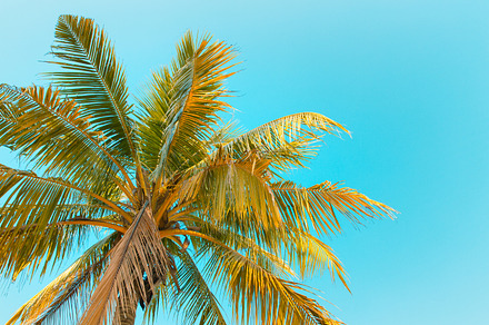 Coconut tree containing summer, tree, and coconut, a Nature Photo by Pushish Images