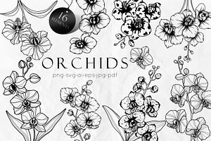 Ochid flowers Line art svg