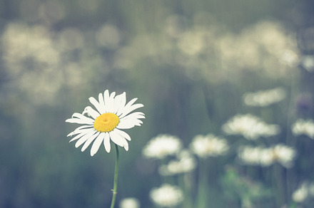 Field of daisies featuring leucanthemum, leucanthemum vulgare, and perennial