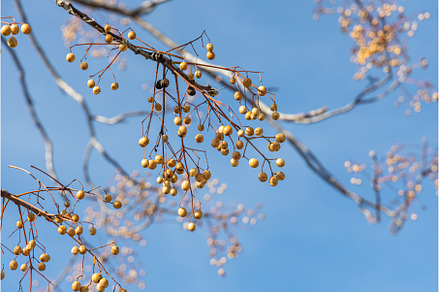 The beautiful melia tree with seeds