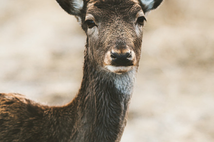 Deer portrait looking at camera, wild animal fallow fawn, dama dama. Wildlife n, an Animal Photo by e v e r s t