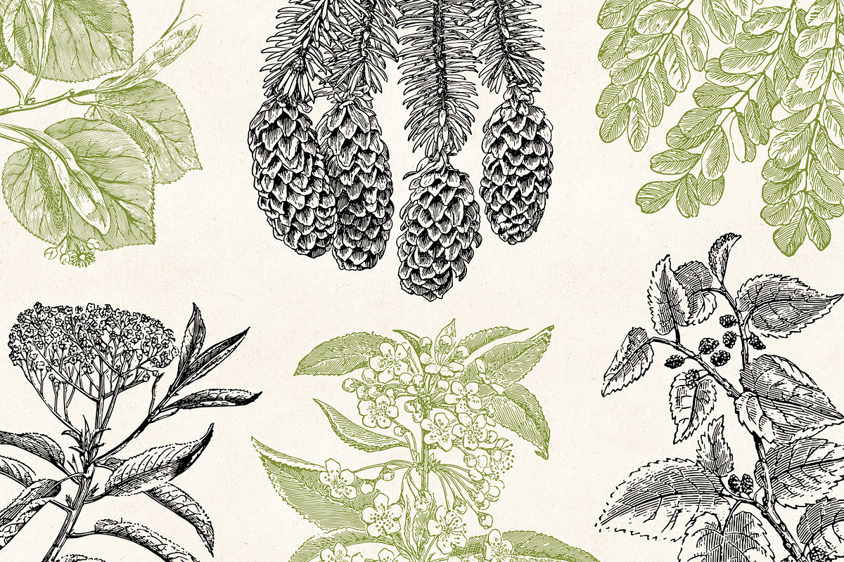 Leaves & Twigs Vintage Illustrations, an Illustration by Graphic Goods (Photo 8 of 10)