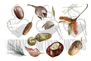 Acorns Watercolor Clipart. Forest.