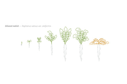 Oilseed Radish Growth Stages from