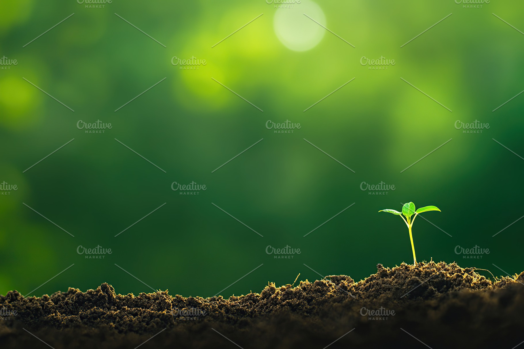 Green sprout growing in soil, a Background Photo by AlyaAnd