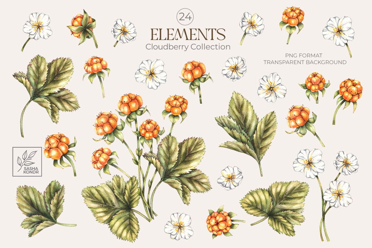Cloudberry. Watercolor collection, a Food Illustration by SashaKondr (Photo 12 of 13)