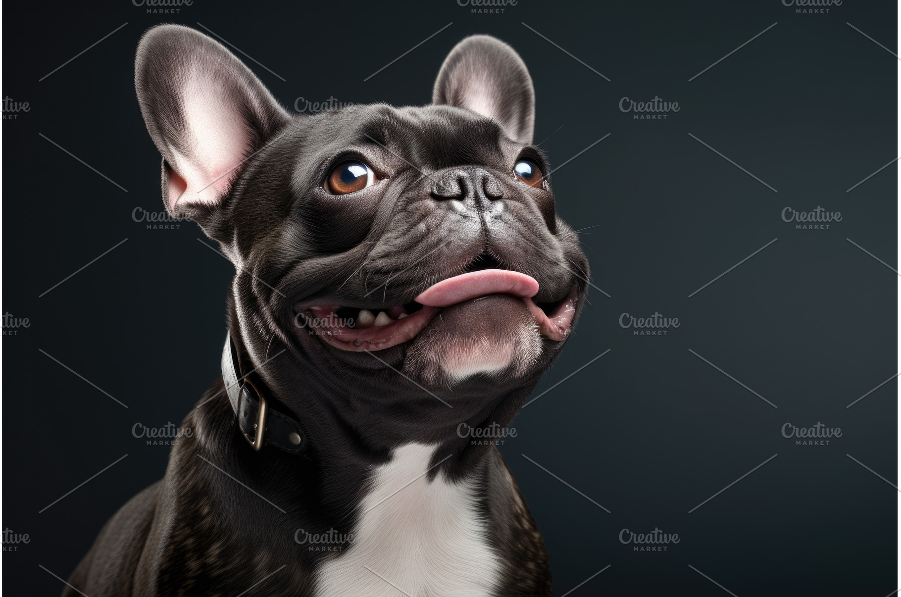 A black and white dog sticking its, an Animal Photo by tilialucida