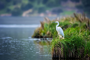 Great egret perching on grass tuft in wetland, an Animal Photo by Byrdyak
