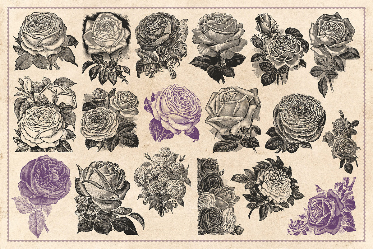70 Vintage Rose Illustrations, an Illustration by Brigantine Designs (Photo 6 of 7)