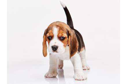 Beagle puppy on white background featuring beagle, puppy, and dog, an Animal Photo by Volodymyr Melnyk