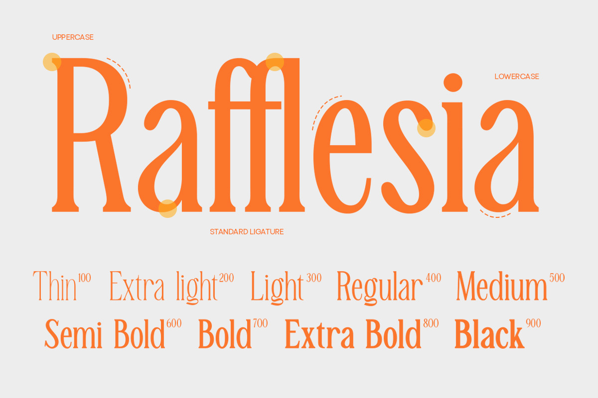 TBJ Malta 9-Font Family, a Serif Font by Taboja Studio (Photo 4 of 16)