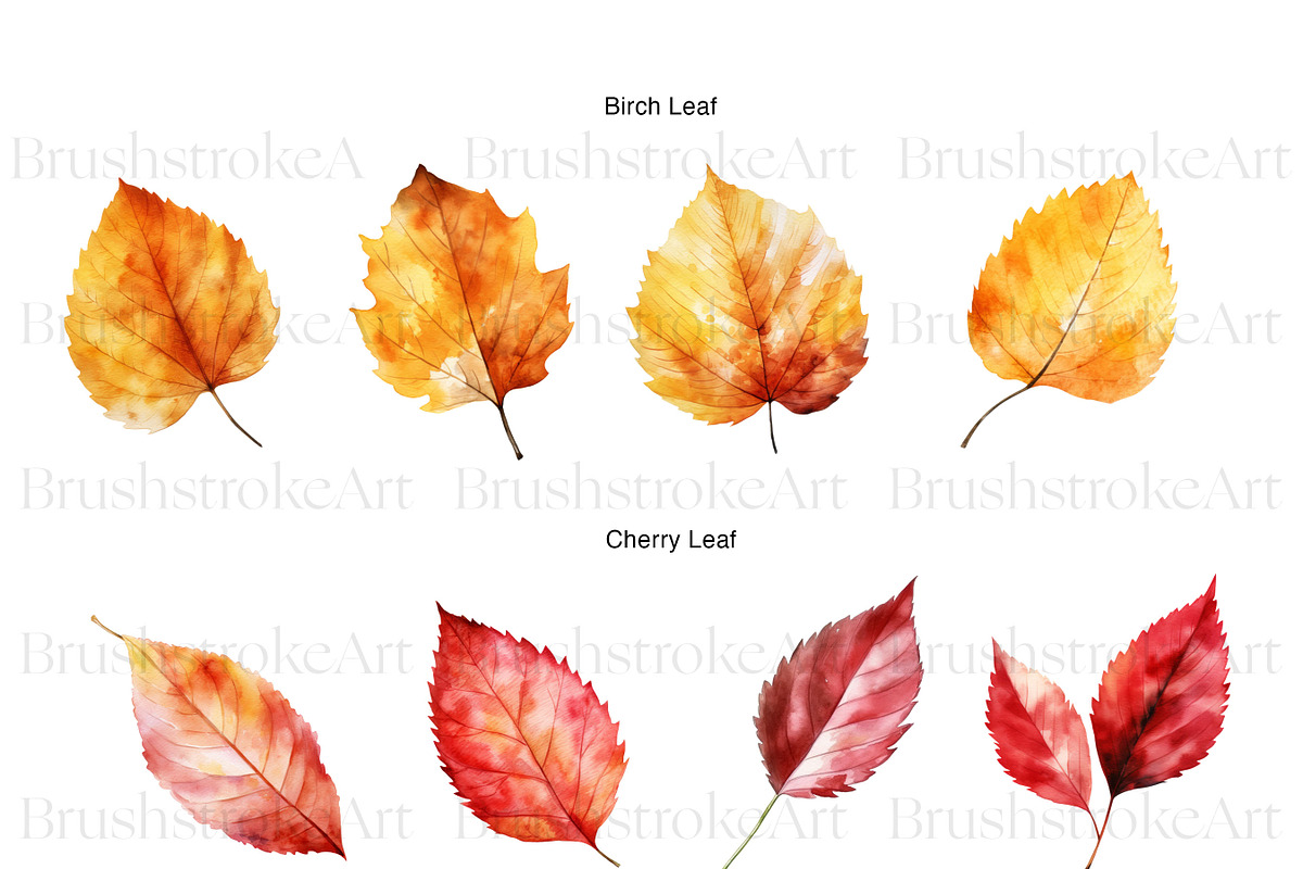 Fall Leaves Clipart, Autumn Leaf PNG, a Decorative Illustration by BrushstrokeArtGB (Photo 3 of 9)