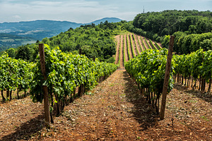 Landscape with vineyards and hills