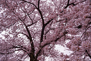 Japanese Cherry Blossom Photo Bundle, a Nature Photo by Silent Nature (Thumbnail 3 of 10)
