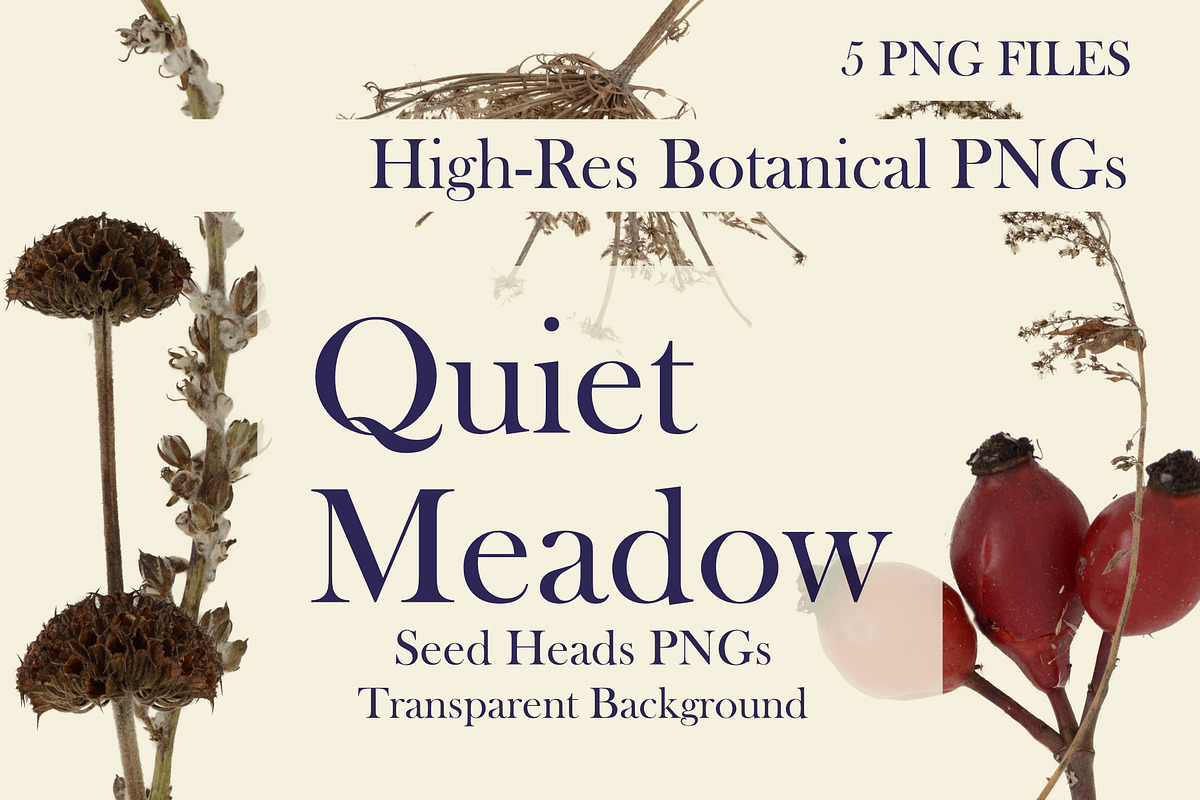 Quiet Meadow — Seed Heads PNGs, an Object Graphic by Aga Silva (Photo 4 of 4)