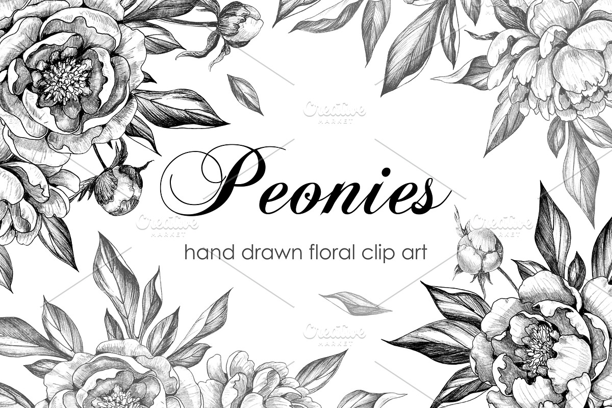 Hand Drawn Peonies, a Decorative Illustration by Valentyna Smordova (Photo 1 of 6)