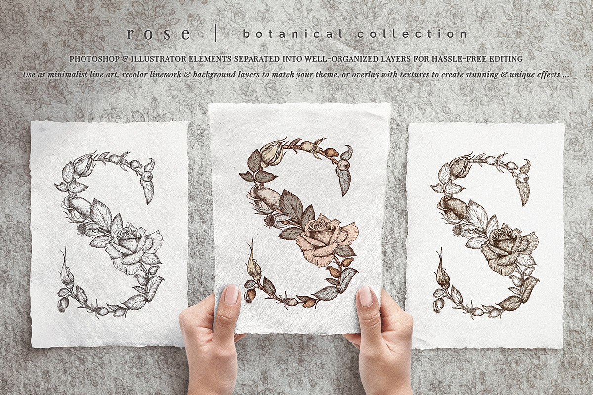 rose | botanical illustrations, an Illustration by Sophia J Caldwell (Photo 18 of 23)
