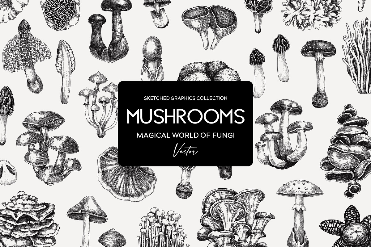 Mushrooms Vector Illustration Set, an Object Illustration by Yevheniia (Photo 1 of 14)