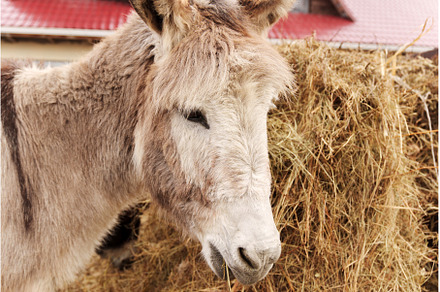 Close-up of a calm donkey with soft, an Animal Photo by darksoul72