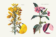 Vintage Flowers Vol.01 - Extra Large, an Illustration by Greta Ivy (Thumbnail 7 of 18)