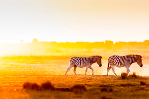 Africa Sunset Landscape, an Animal Photo by THP Creative