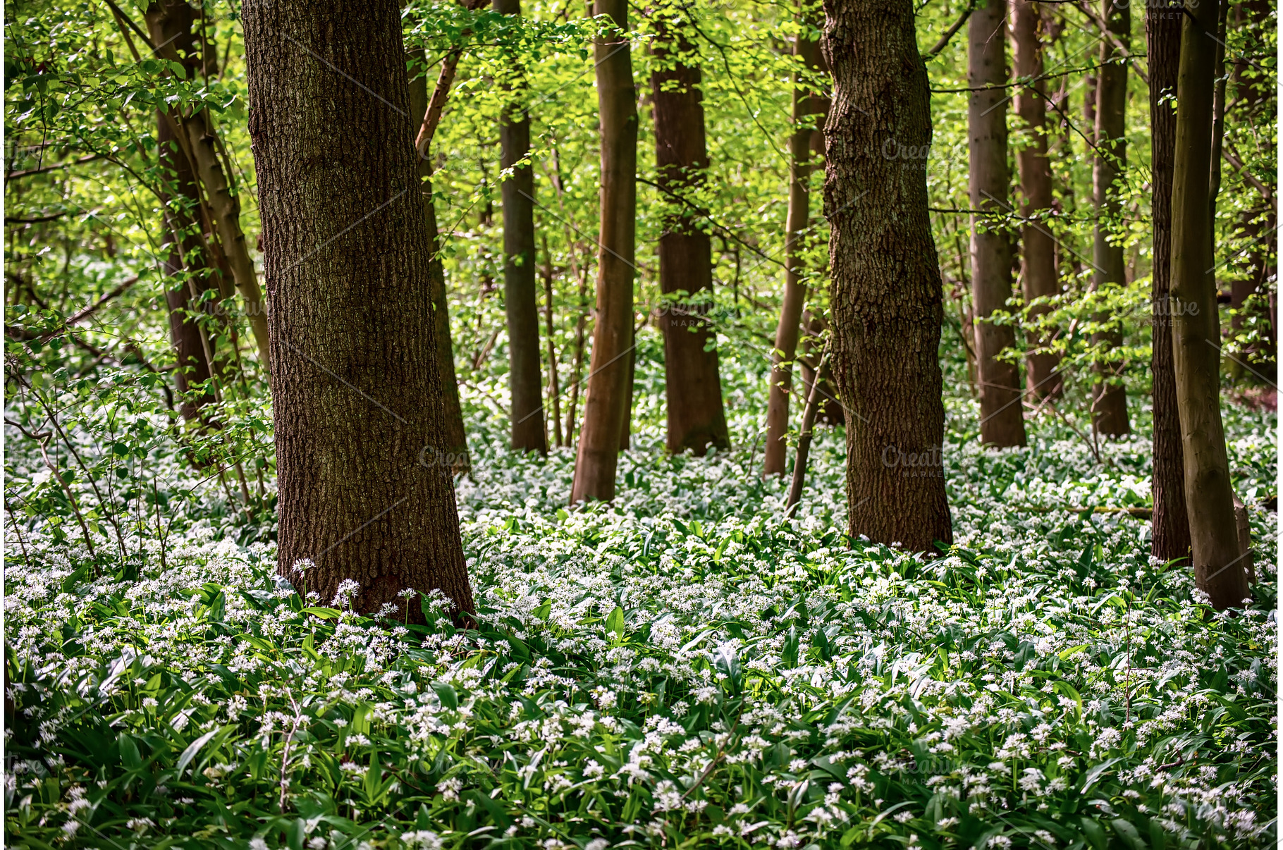 Stunning spring beech forest scene, a Nature Photo by Nature and travel