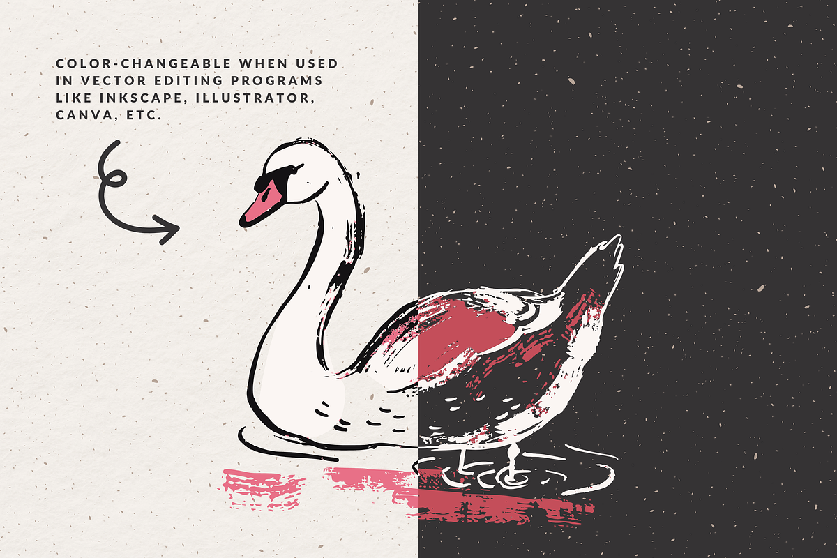 Hand Drawn Swan Illustrations, an Animal Illustration by The October Creative (Photo 2 of 4)