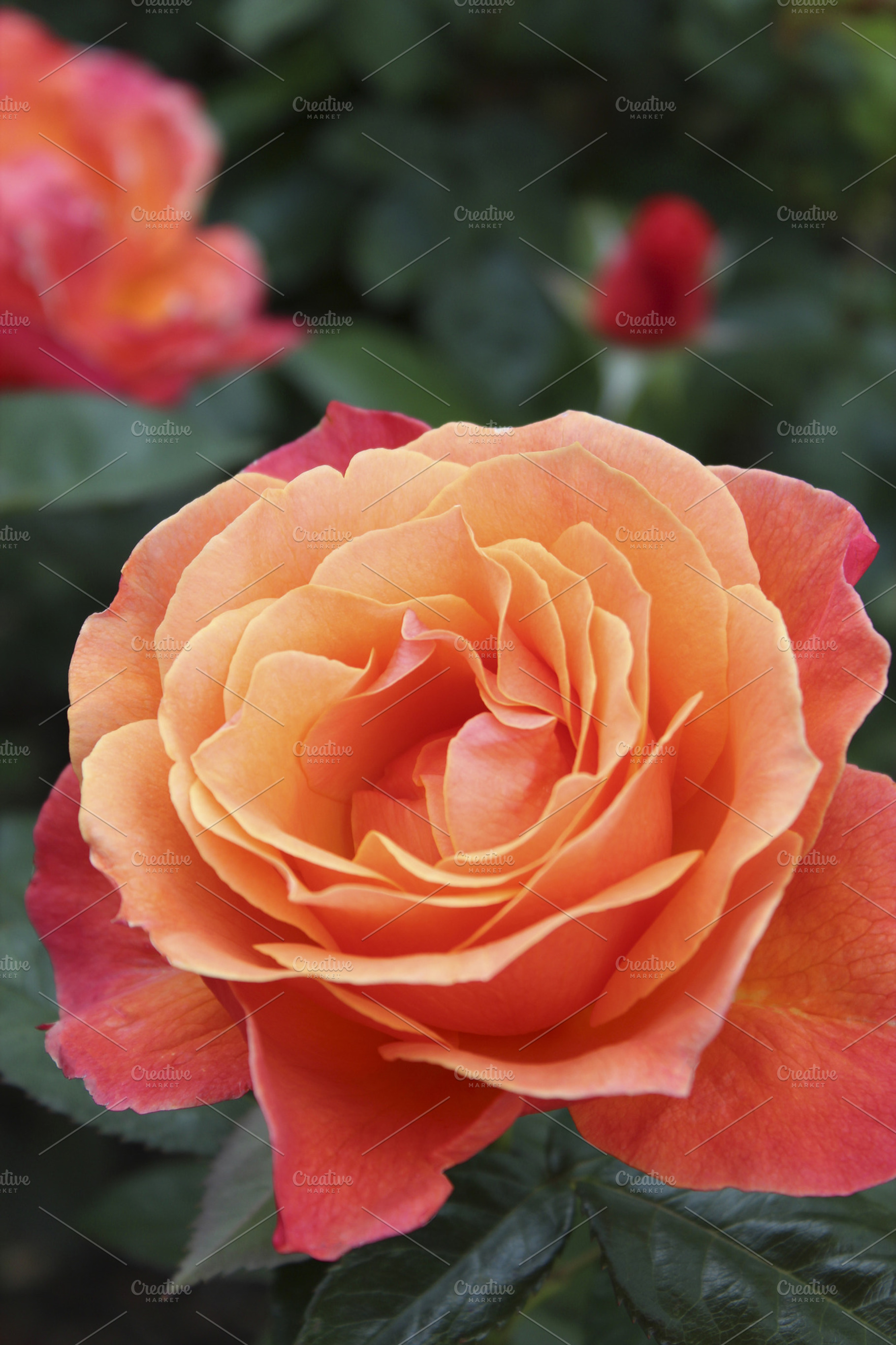 Orange Rose Featuring Orange Rose And Depth Of Field