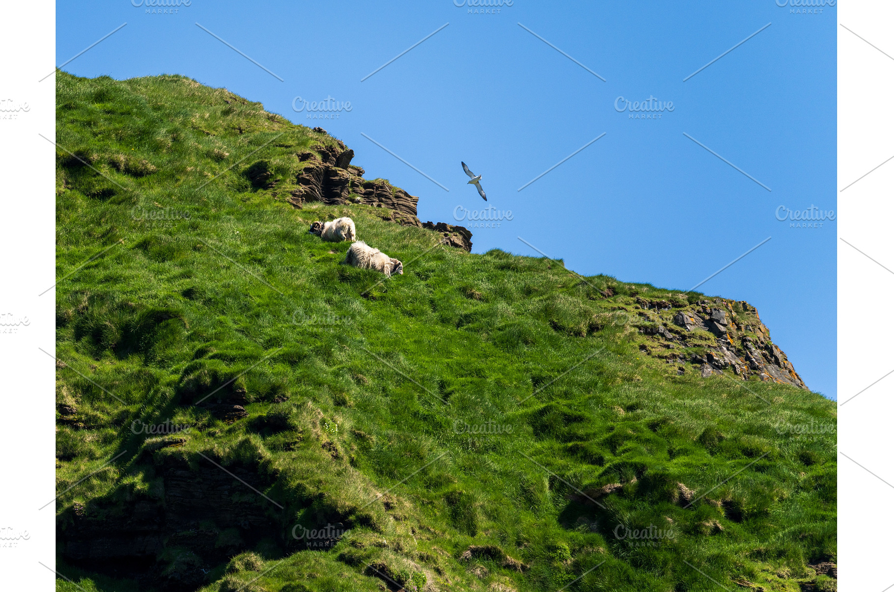Sheep grazing on impossibly steep, a Nature Photo by Backyard Stock