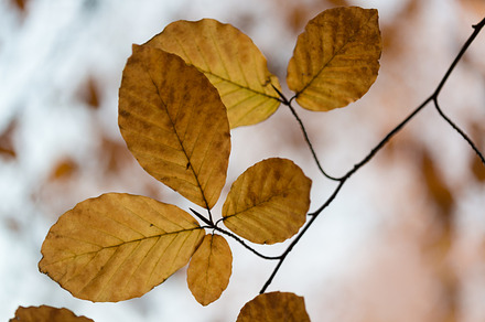 Leaves stock photo containing leafes and autumn, a Nature Photo by Screeny's Photo Bucket