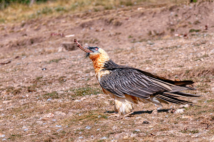 Bearded Vulture in the Pyrenees, Spain., an Animal Photo by CreativePhotoSpain