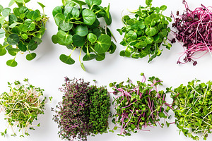 Different fresh microgreens on white background, a Food & Drink Photo by AlyaAnd