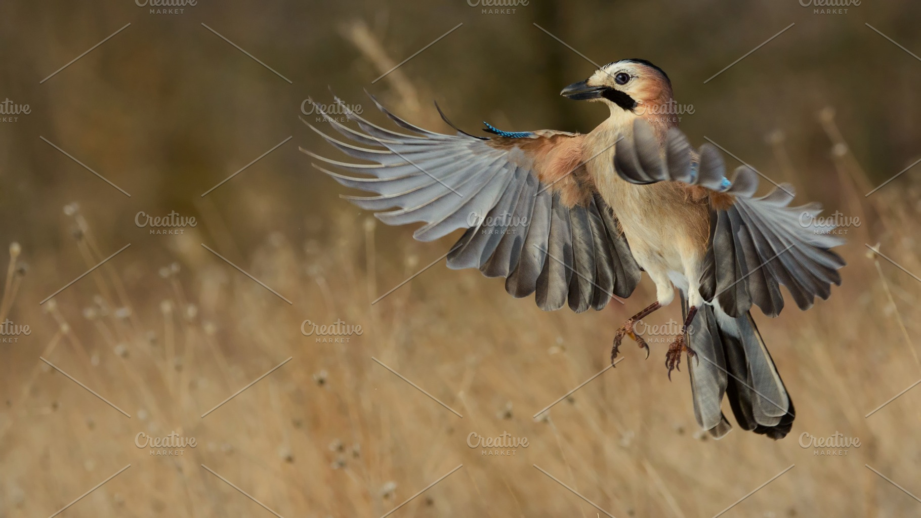 Eurasian Jay in flight in the snow, an Animal Photo by MriyaWildlife