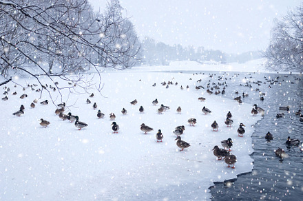Winter landscape with ducks